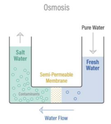 Osmosis is a process by which molecules of a solvent tend to pass through a semipermeable membrane from a less concentrated solution into a more concentrated one, thus equalizing the concentrations on each side of the membrane.